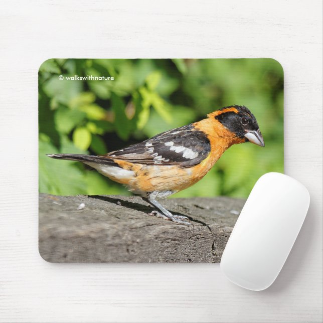 Schließung eines schwarzen Grosbeak-Songbird Mousepad (Mit Mouse)