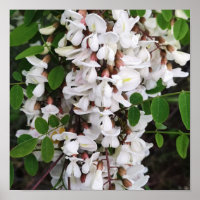 Schließung von Akazien-Blume