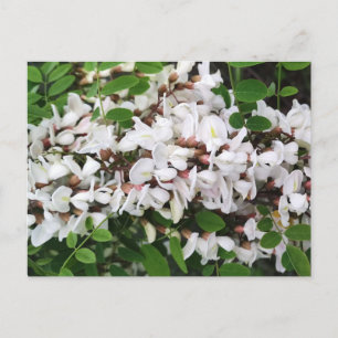 Schließung von Akazien-Blume Postkarte