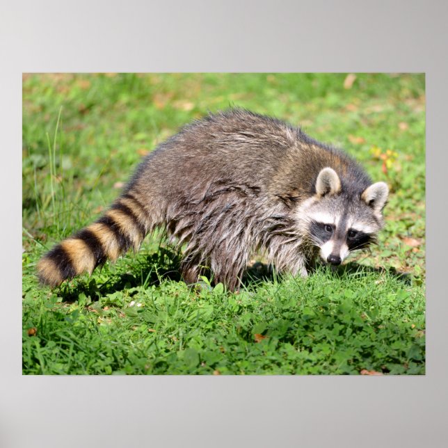 Schließung von Raccoon Poster (Vorne)