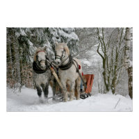 Schlittenfahrt, Schnee, Wald, Pferd, Winter, weiß,