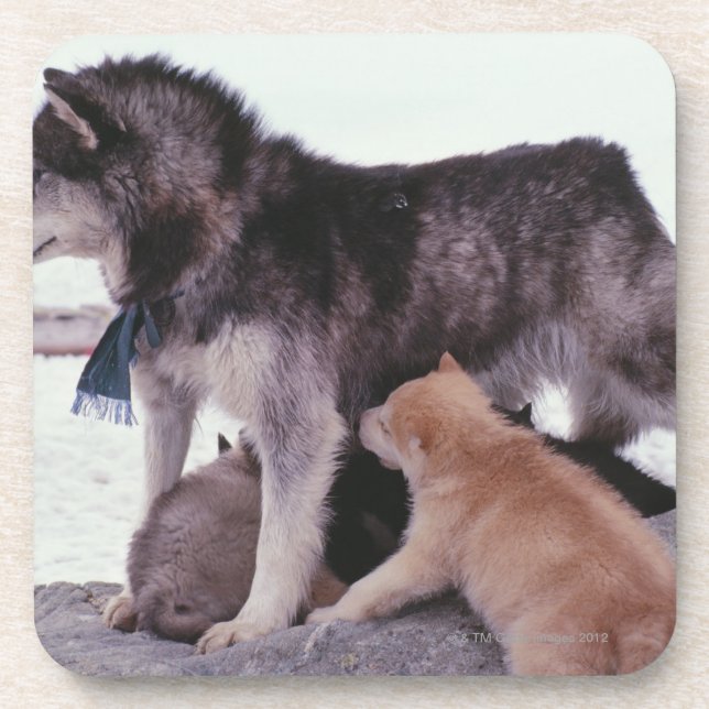 Schlittenhund mit Sänfte der Welpen Untersetzer (Vorderseite)