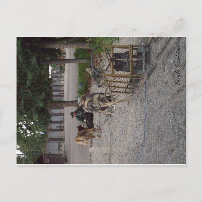 Schlittenhundeteam in Denali, Alaska Postkarte (Vorderseite)