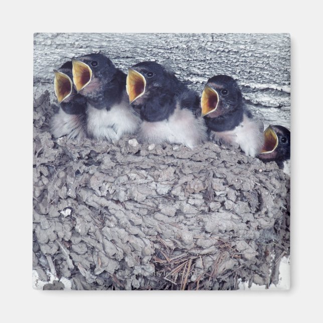 Schlucht Magnet (Vorne)