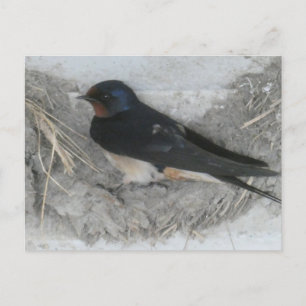 Schlucken im Stall Nest DIY Postkarte