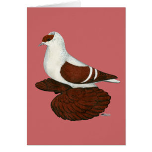 Schlucken: Red Fullhead