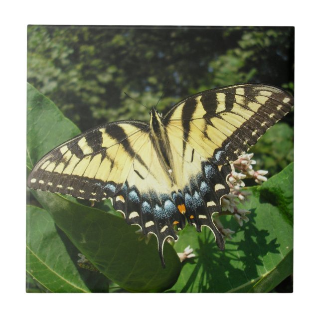 "Schlucken Schwanz Butterfly" Fliese (Vorderseite)