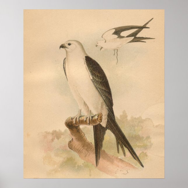 Schlucken Schwänzchen Kite Bird Vintage Kunst Poster (Vorne)