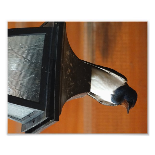 Schlucken Sie den Vogel auf dem Beruflichen Foto e (Vorne)