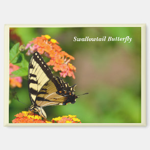 Schlucken Sie Schwanz Schmetterling am Gartenmagne Magnet