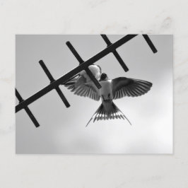 Schlucken und Flecken Postkarte