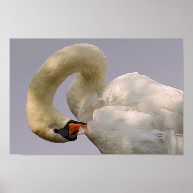 Schluckschwan Poster (Vorne)