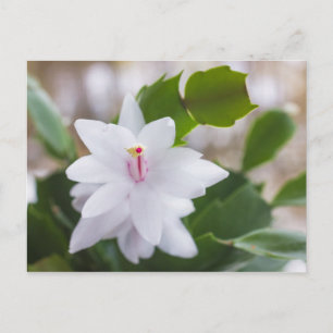 Schlumbergera Pot Blume Feiertagspostkarte