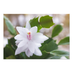 Schlumbergera Pot Blume Fotodruck