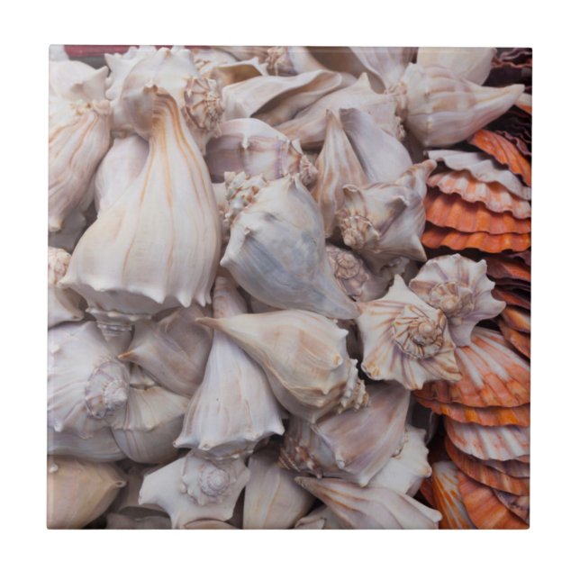 Schlüsselwesten, Muscheln Fliese (Vorderseite)