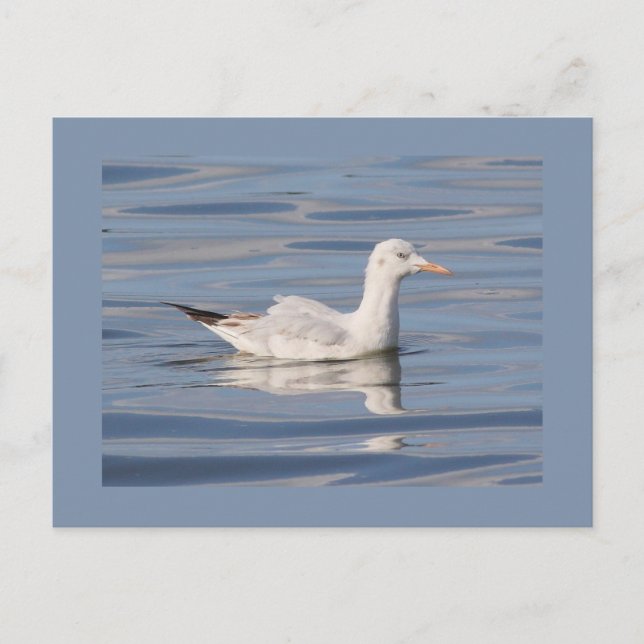 Schmalgliedrige Möve Postkarte (Vorderseite)