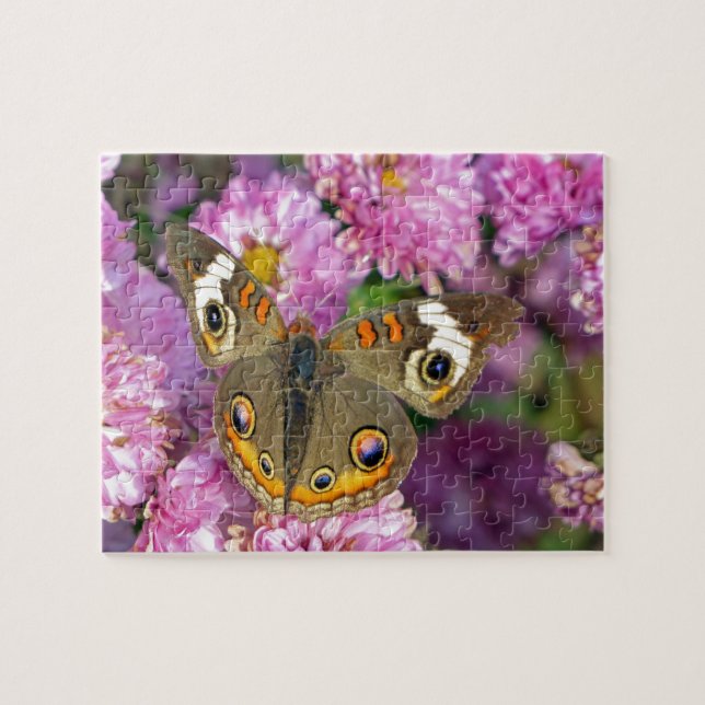 Schmetterling (Horizontal)
