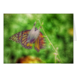 Schmetterling
