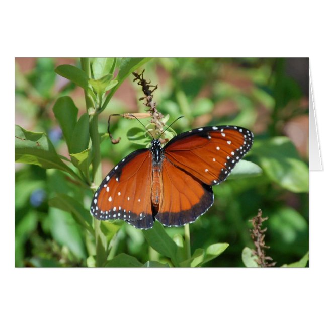 Schmetterling (Vorderseite (Horizontal))