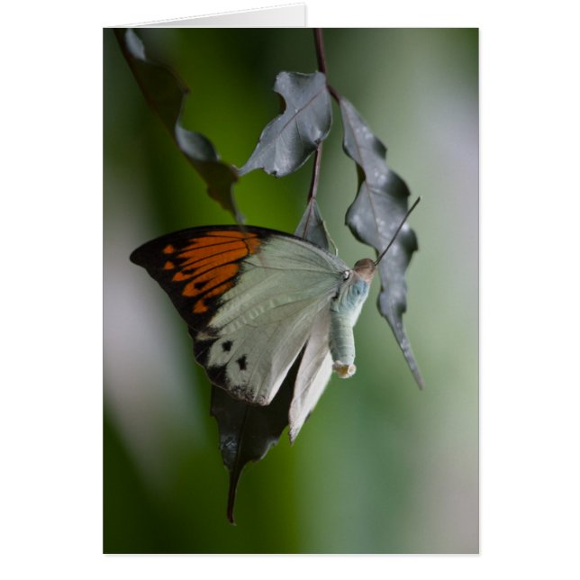 Schmetterling (Vorne)