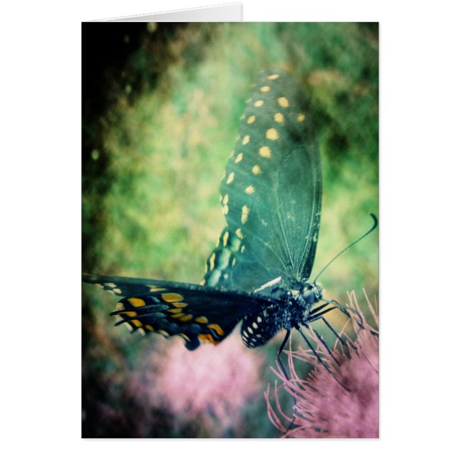 Schmetterling (Vorne)