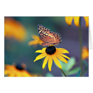 Schmetterling 1