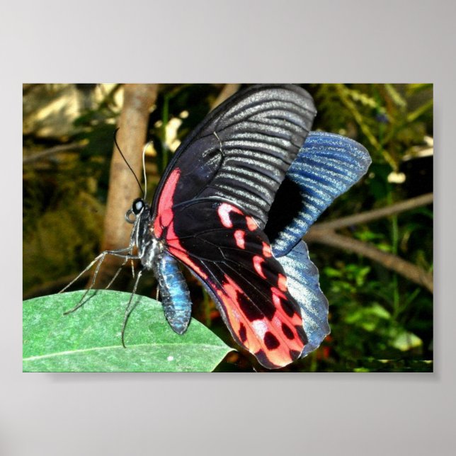 Schmetterling 1 poster (Vorne)