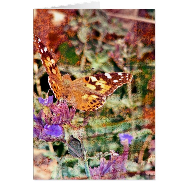 Schmetterling 2 (Vorne)