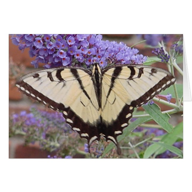 Schmetterling 2 (Vorderseite (Horizontal))