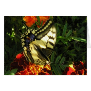 Schmetterling 2