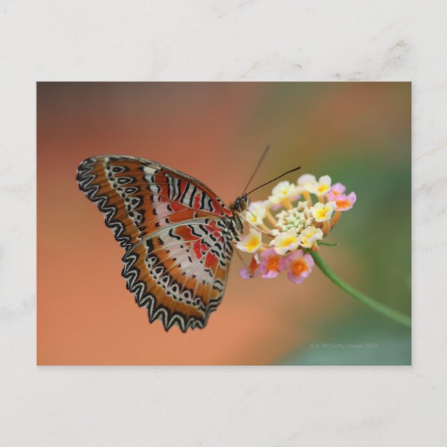 Schmetterling 2 postkarte (Vorderseite)