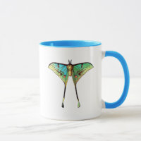 Schmetterling 2