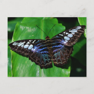 Schmetterling 5 Postkarte