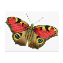 Schmetterling-9-eop