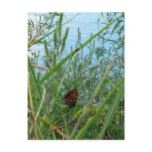 Schmetterling am Fluss