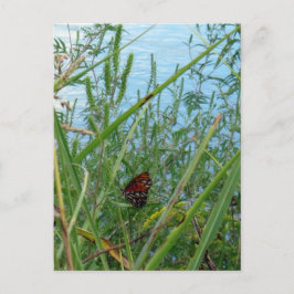 Schmetterling am Fluss Postkarte