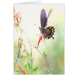 Schmetterling am Nachmittag