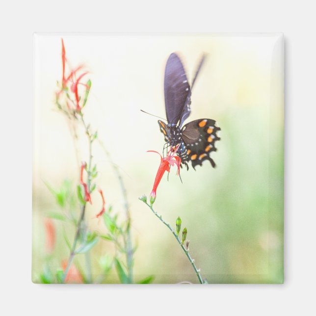 Schmetterling am Nachmittag Magnet (Vorne)