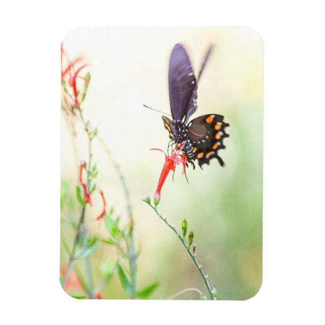 Schmetterling am Nachmittag Magnet (Vertikal)