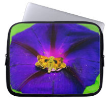 Schmetterling an einer Trichterwinde-Blume