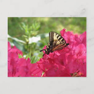 Schmetterling auf Azaleen-Natur-Blumen-Postkarte Postkarte