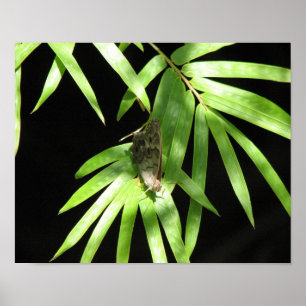 Schmetterling auf Bamboo Poster