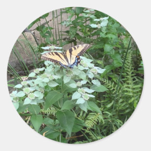 Schmetterling auf Bergminze (Pycnanthemum) Aufkleb Runder Aufkleber