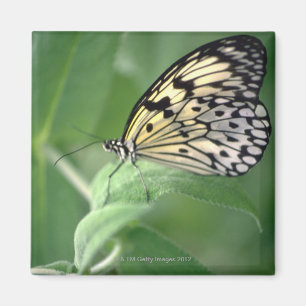 Schmetterling auf Blatt Magnet