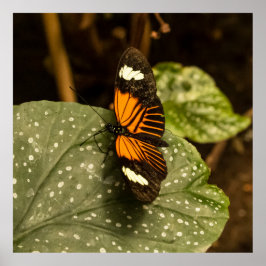 Schmetterling auf Blatt Poster
