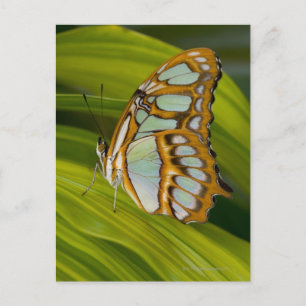 Schmetterling auf Blättern Postkarte