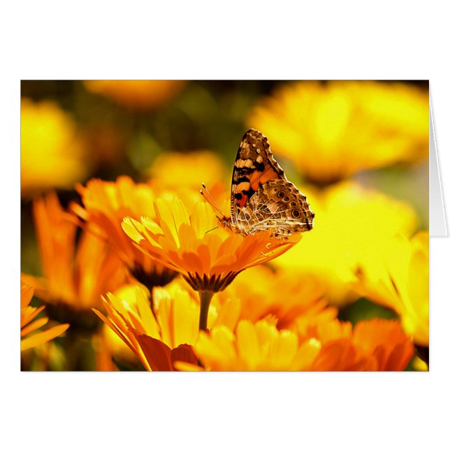 Schmetterling auf Blume (Vorderseite (Horizontal))