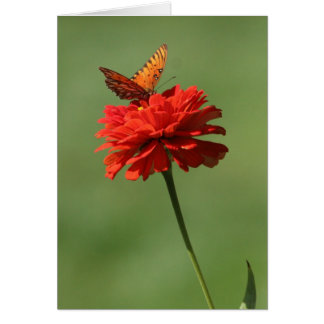 Schmetterling auf Blume