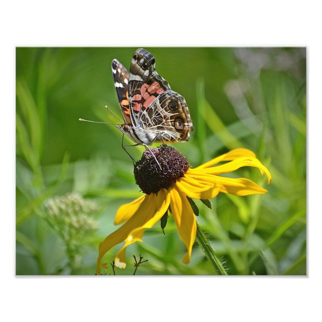 Schmetterling auf Blume Foto drucken (Vorne)
