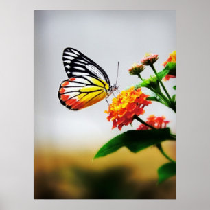 Schmetterling auf Blume Poster